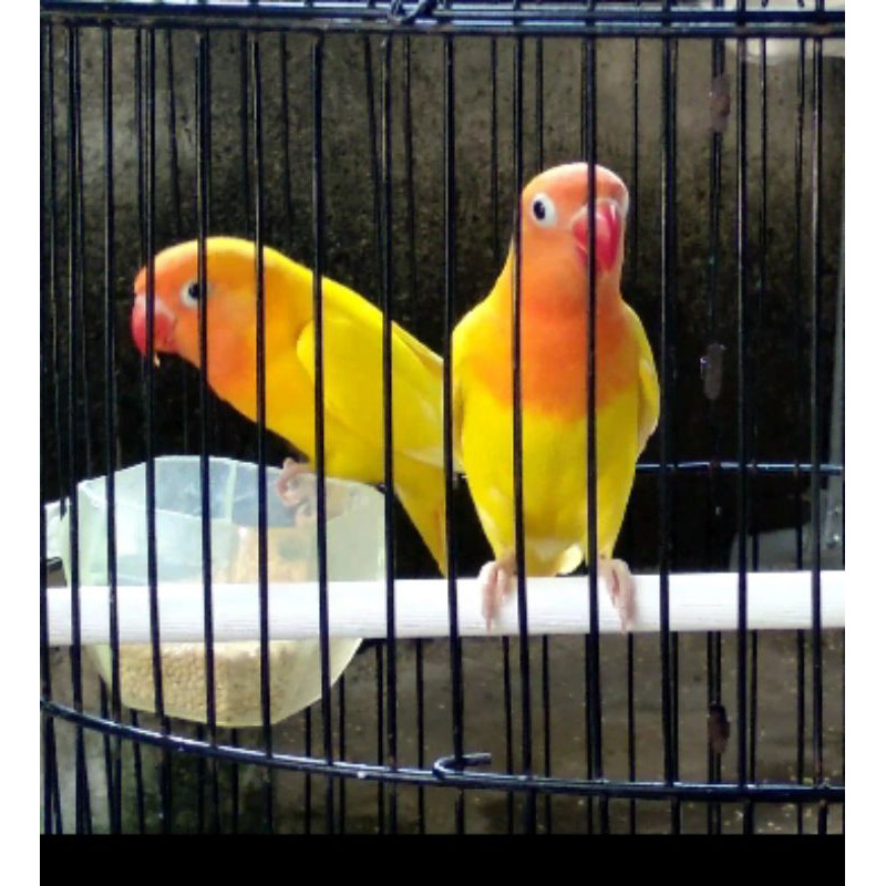Burung love bird pasangan lutino MH