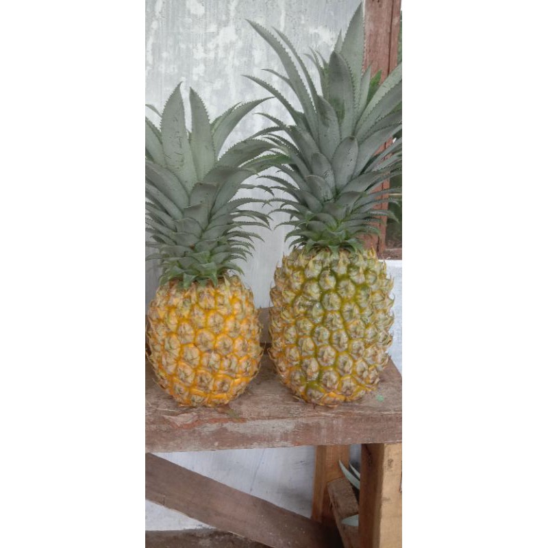 

nanas madu Pemalang