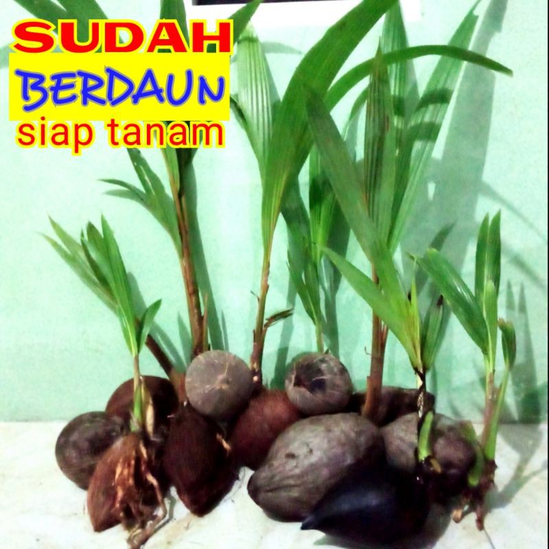benih/ bahan bonsai kelapa minion termurah dah keluar daun