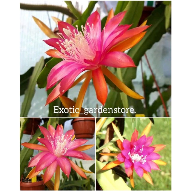 Tanaman hias wijaya kusuma hybrid/epiphyllum import jenis XENIAPAETZ original 100% bergaransi sampai