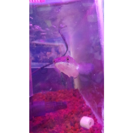 Ikan Channa Maru Riau 18-20cm