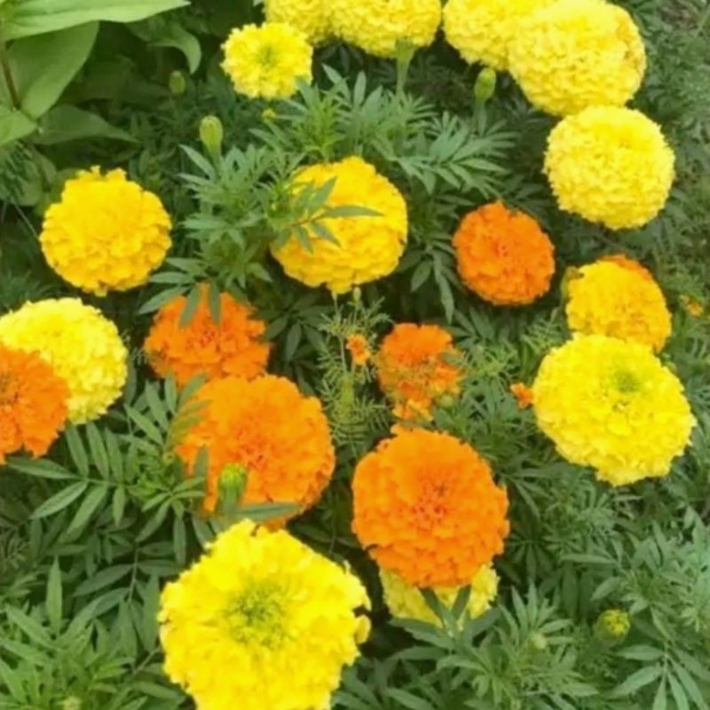 Benih Bunga Marigold