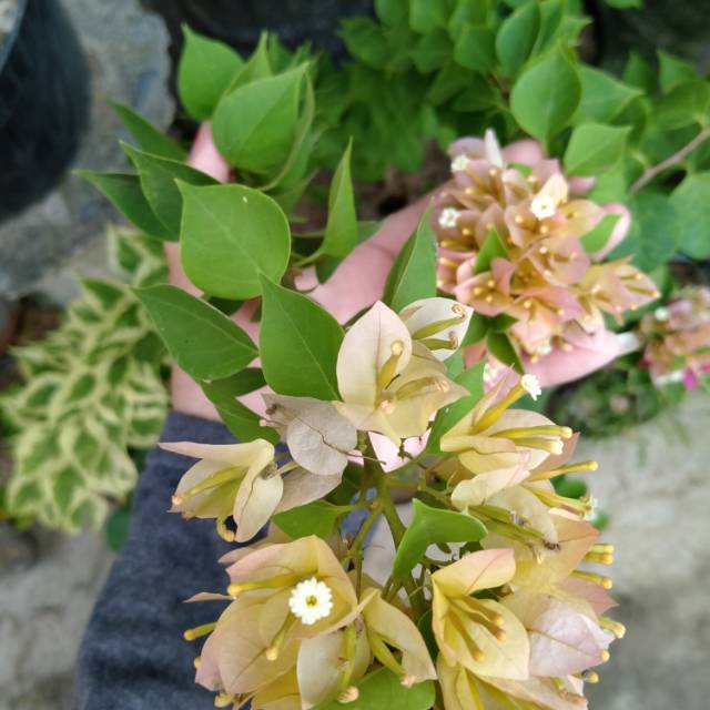 

Bibit original bunga bougenville singapur daun polos