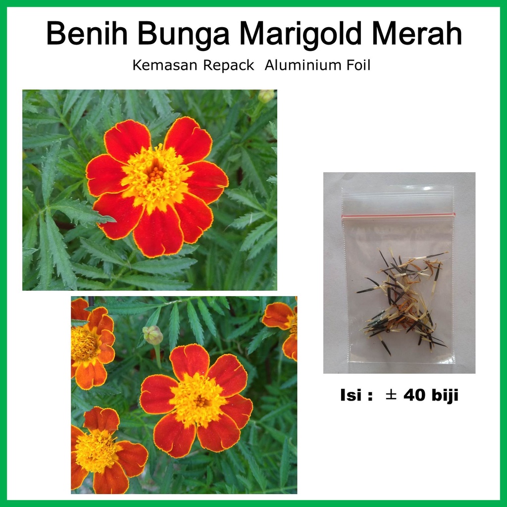 Tanaman Hias Benih Biji Bunga Marigold Merah
