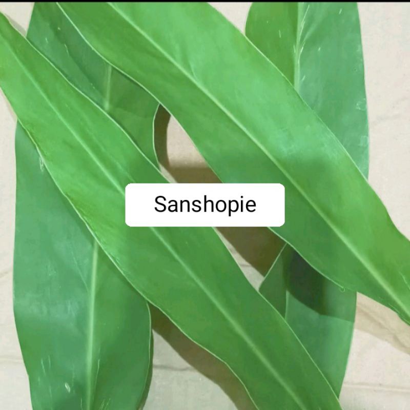 

Daun Lengkuas Atau Daun Laja Segar 1 kg