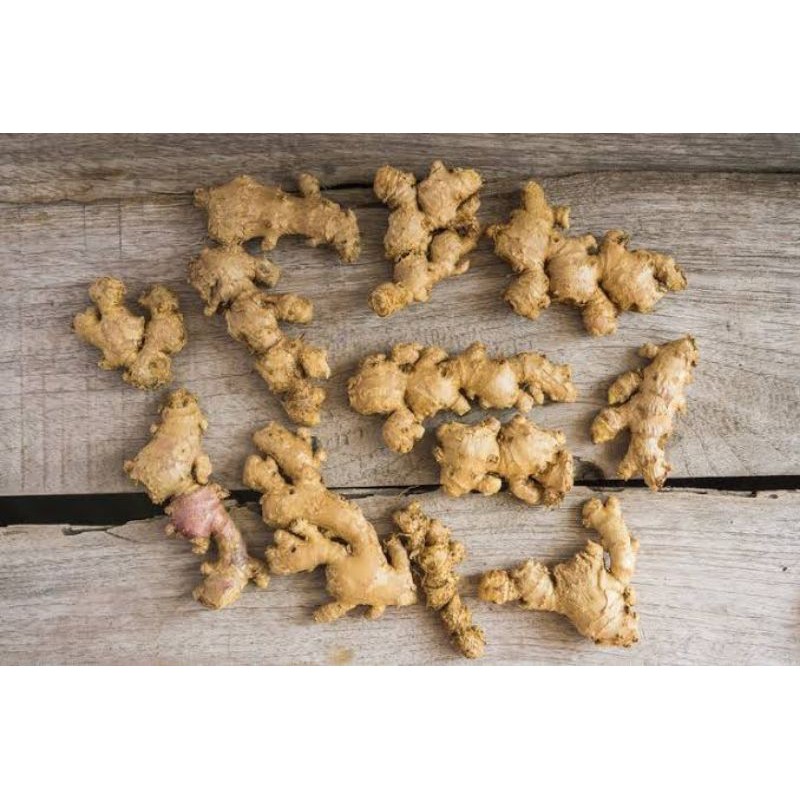 1000gram benih jahe emprit rimpang /jahe emprit herbal