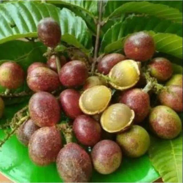 Bibit Buah Matoa Merah Asli Papua