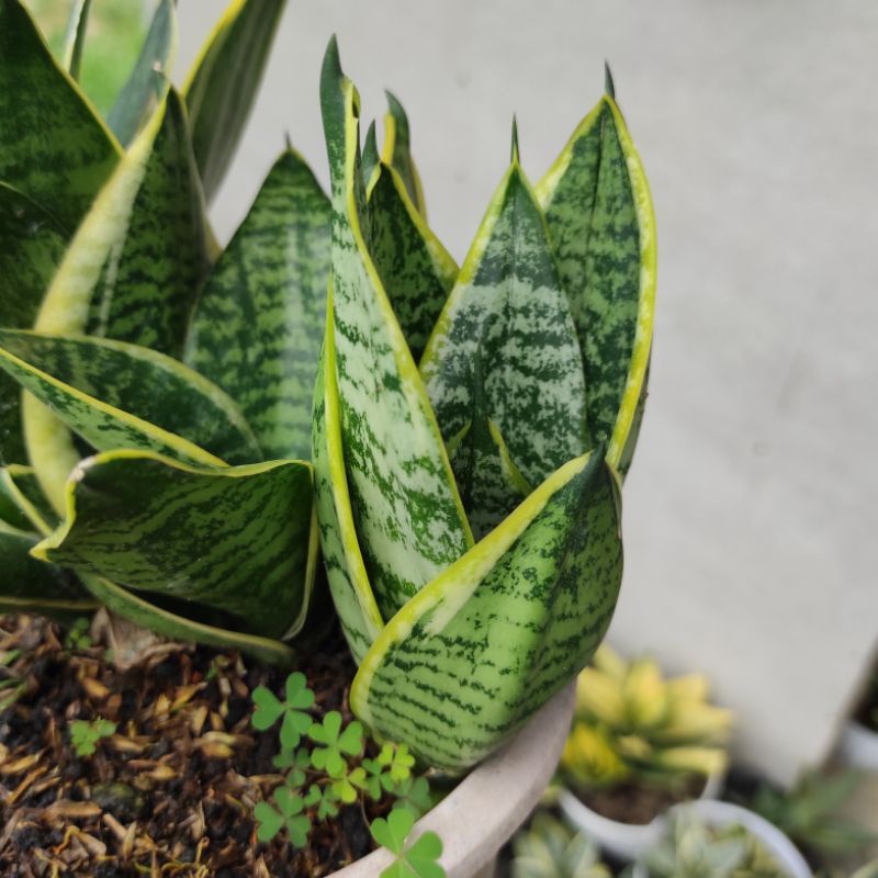 Sansivera Marginata Tower Sansevieria Laurenti Dwarf