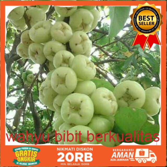 Bibit jambu air putih