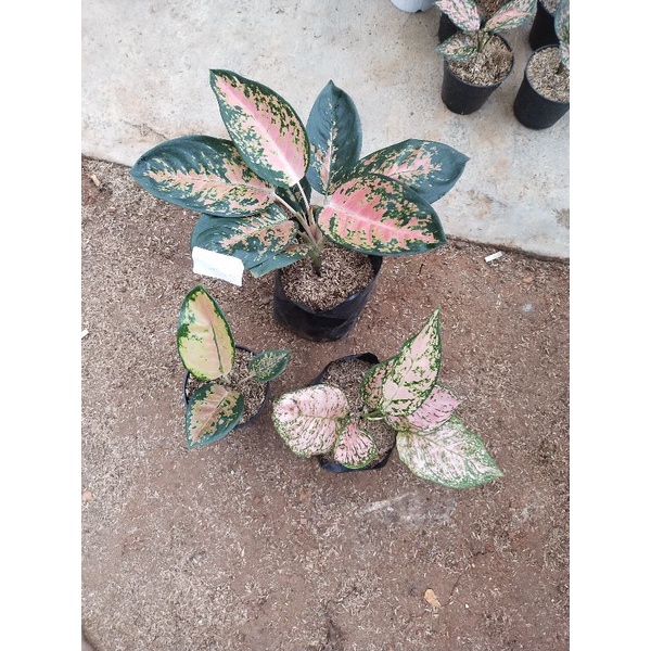 paket aglaonema