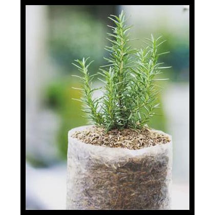 

HOT SALE TANAMAN ROSEMARY UKURAN SEDANG !!