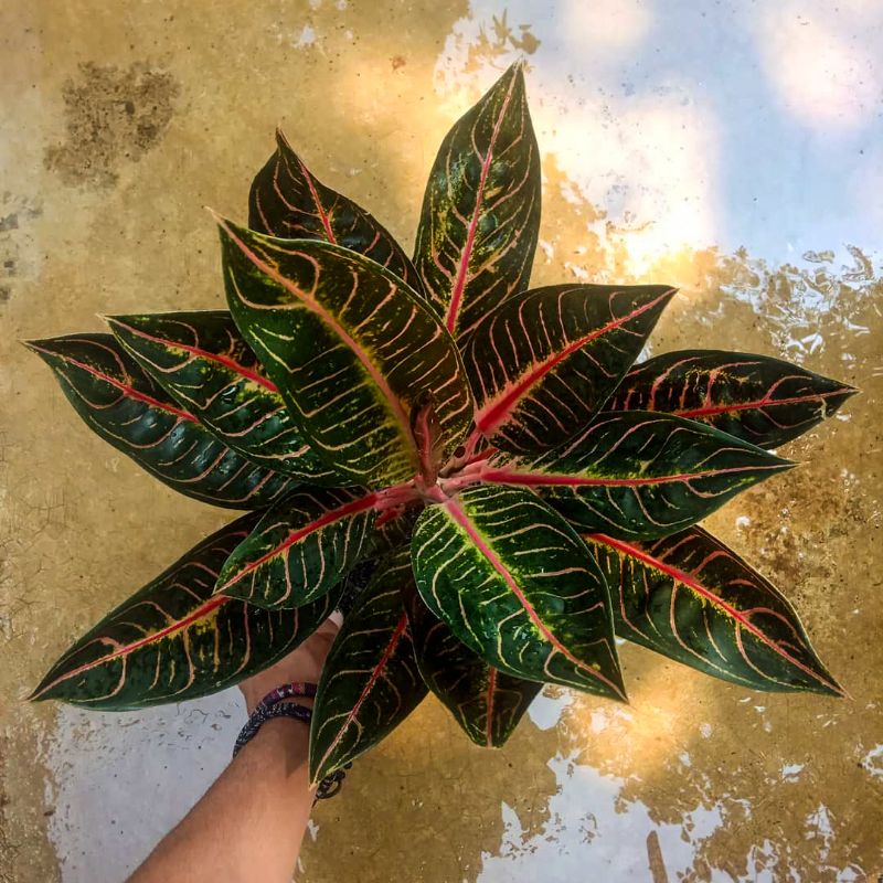 [BISA COD]TANAMAN HIAS  AGLONEMA RED SUMATRA/AGLONEMA PRIDE OF SUMATRA/AGLONEMA POS IMPORT MURAH