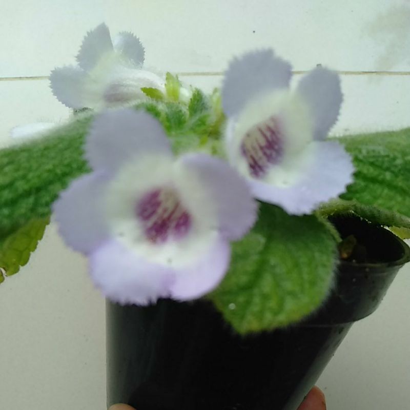 tanaman hias gantung episcia blue heaven