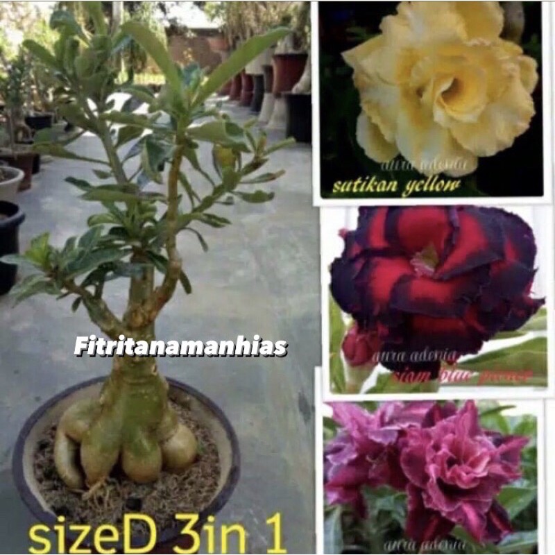 tanaman hias adenium bunga tumpuk kamboja 1 pohon 3 warna