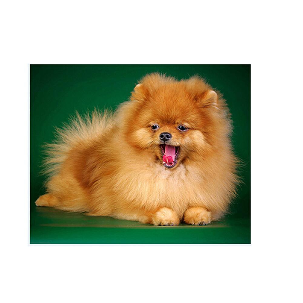 Diy Lukisan Diamond 5d Dengan Gambar Anjing Dan Hiasan Berlian