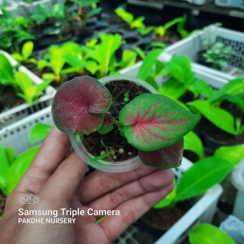 [BISA COD]TANAMAN HIAS BIBIT KELADI RED JAGUAR/CALADIUM RED JAGUAR/KELADI IMPORT MURAH