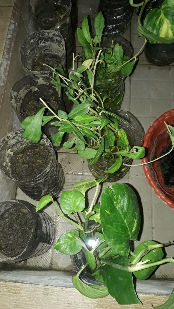Spatifilum Green/peace Lily Green