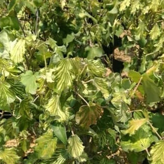 Bibit Tanaman Waru Wayang r”