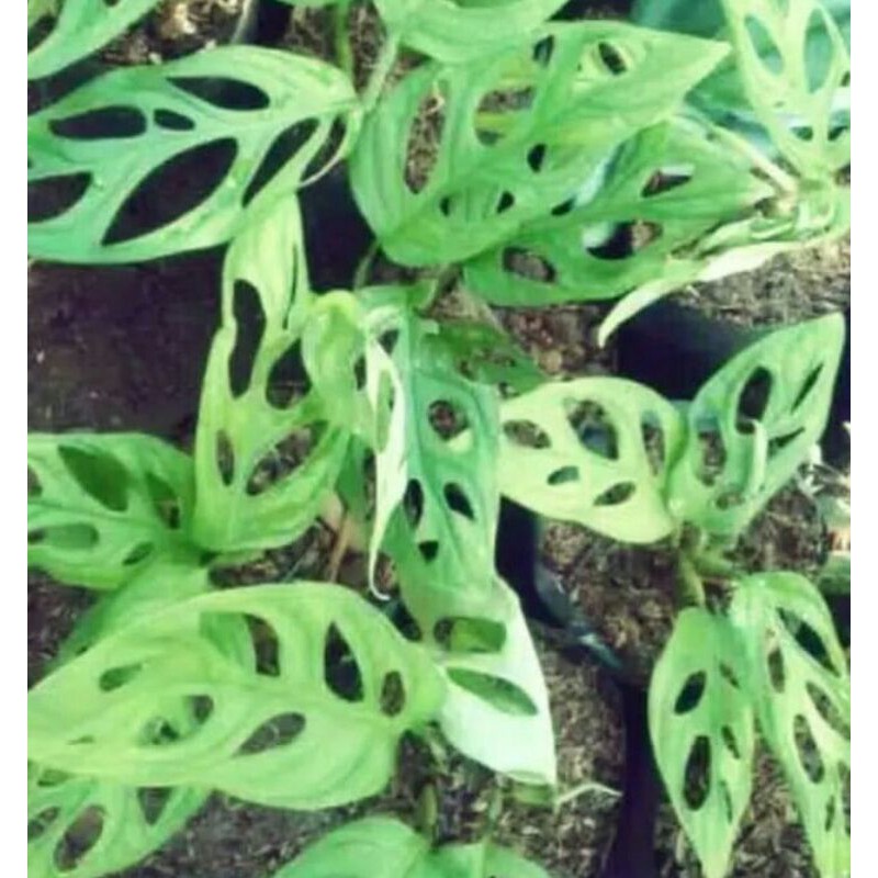Monstera Obiliqua - janda bolong, pohon monstera obliliqua-pohon janda bolong