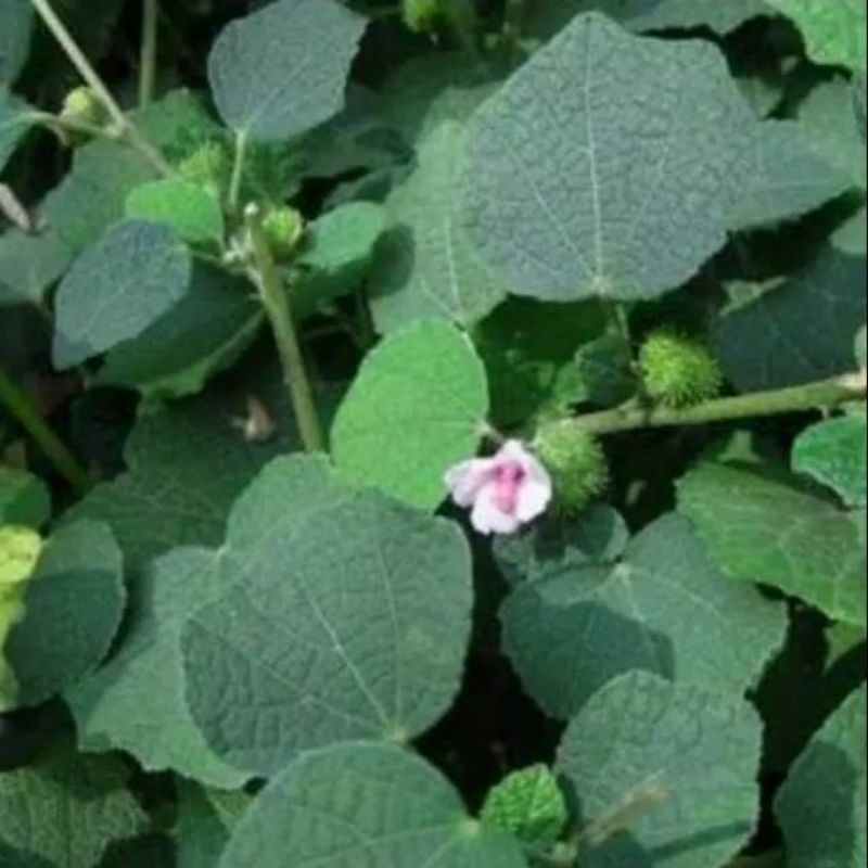 

DAUN PUNGPURUTAN/PULUTAN ORGANIK SEGAR 1kg