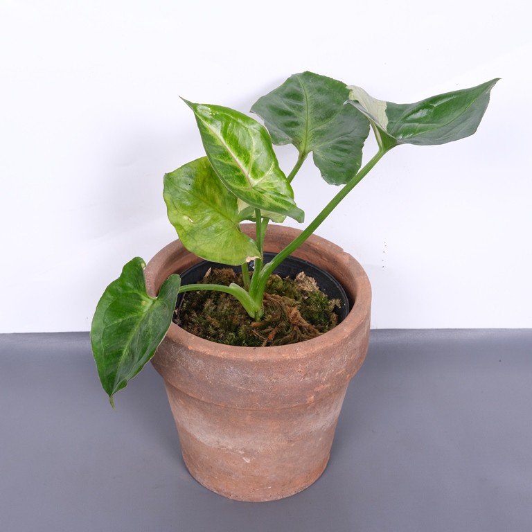 Syngonium T24