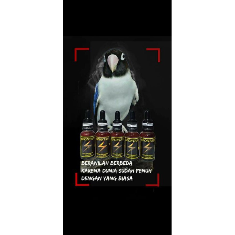 spontan gacor vitamin penggacor lovebird
