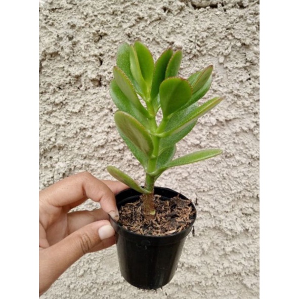 Tanaman Hias Jade Plant / Jade Plant / pohon uang / Tanaman Hias Giok / Giok Jade / Sekulen Jade Pla