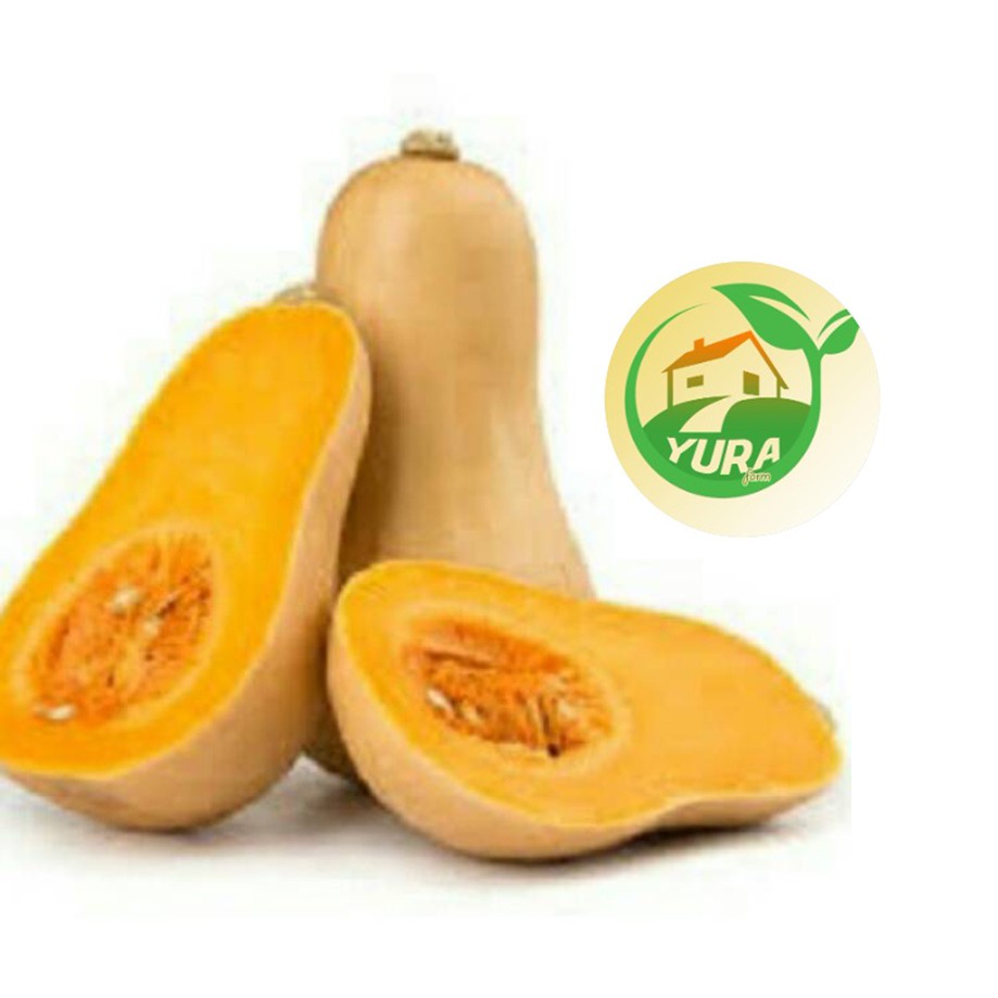

LABU MADU Organik 100% Sayur Segar Organic