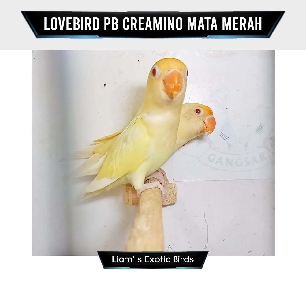 Burung Lovebird PB Creamino MM Sepasang Dewasa Indukan