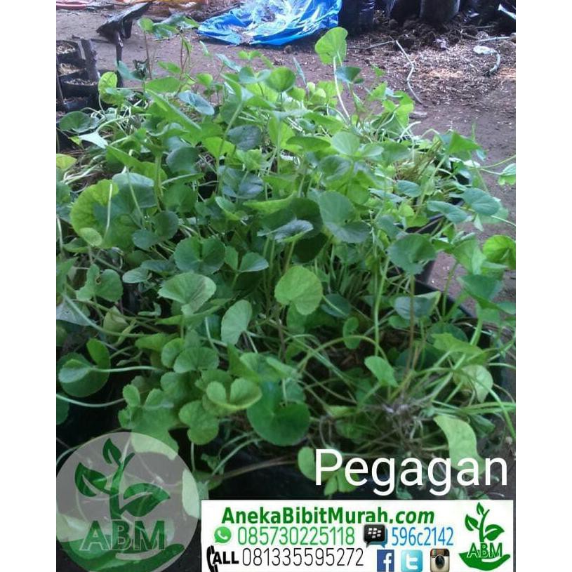 m3rauke tanaman herbal pegagan