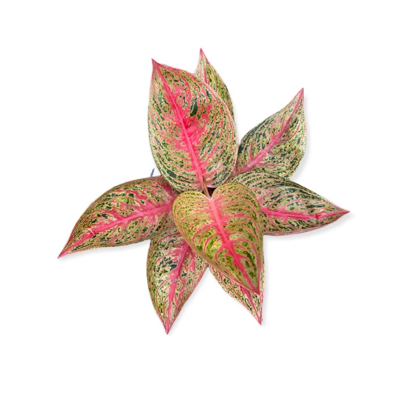 Aglaonema red legacy