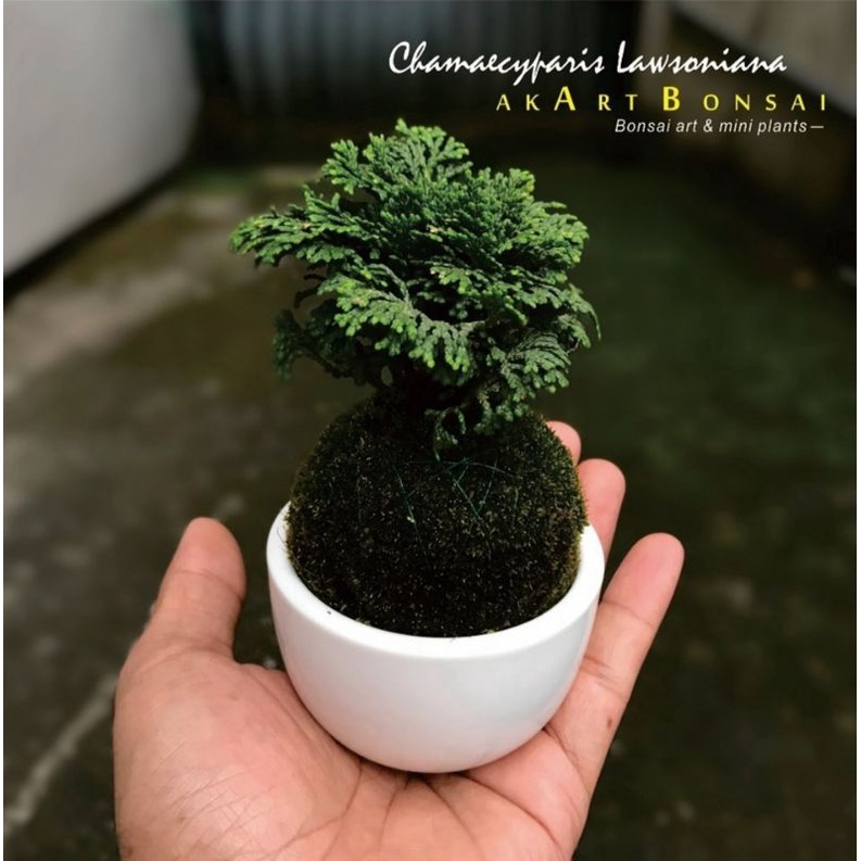 Bonsai Cemara inoki hijau