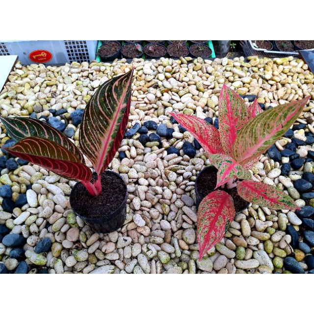 [✅COD] PAKET 2 POHON - (AGLONEMA PAKET) / PRIDE OF SUMATRA & RED LEGACY / AGLONEMA PAKET MURAH