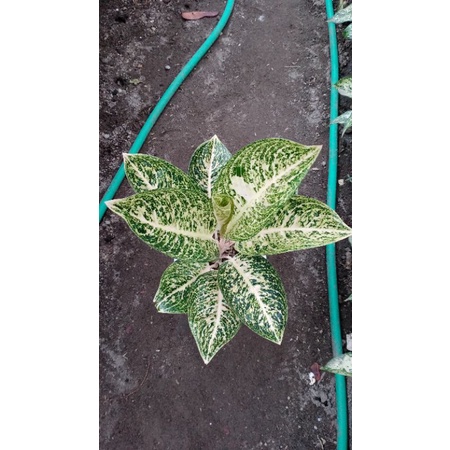 aglonema tiara putih