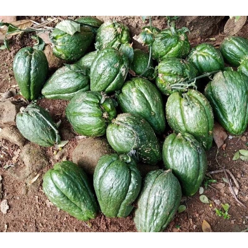 bibit labu hijau bibit pohon labu siam jepang besar