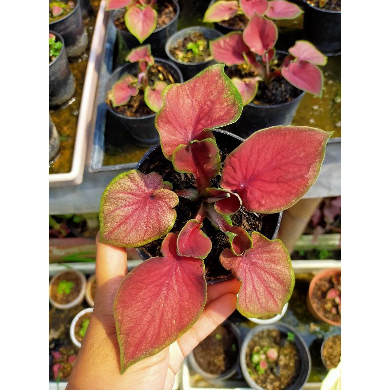 Keladi Red Jaguar/Caladium Red Jaguar/daun ganda/dobel leaf/keladi hias thailand