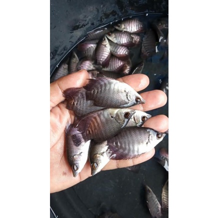 

gurame soang ukuran 2 jari