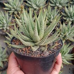 sukulen haworthia fumila silver