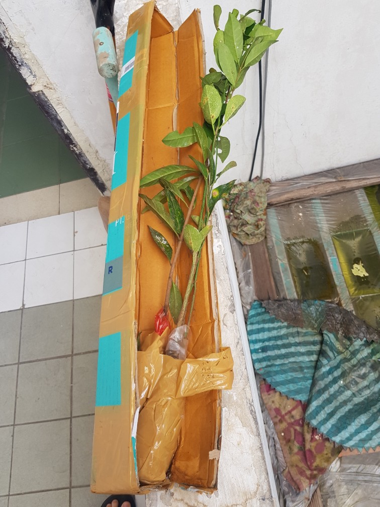 Bibit Tanaman Jeruk Nipis Seedling