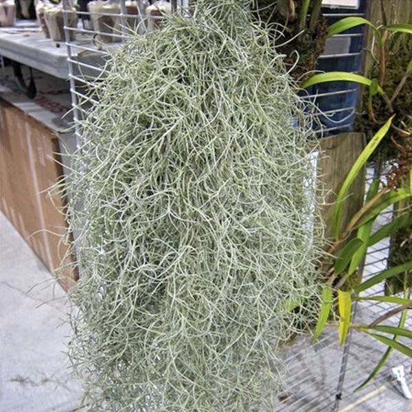 Tanaman Hias Spanish Moss