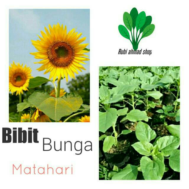 Bibit Tanaman Bunga Matahari Helianthus Annuus Shopee Indonesia