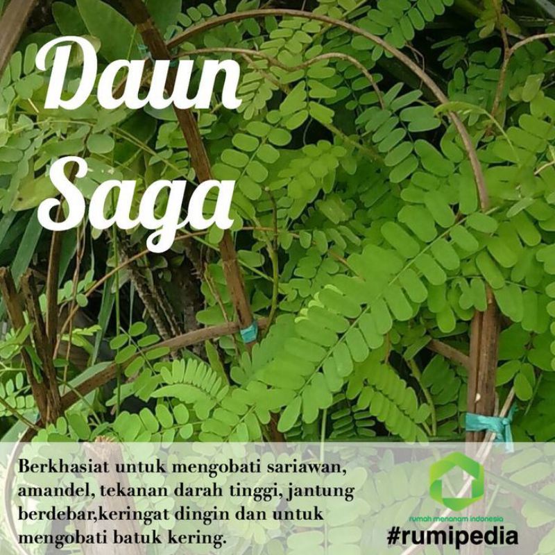 Jual Daun Saga / Tanaman Herbal Saga | Shopee Indonesia