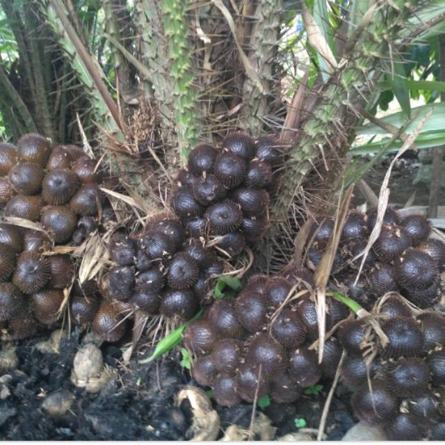 Salak pondoh banjarnegara