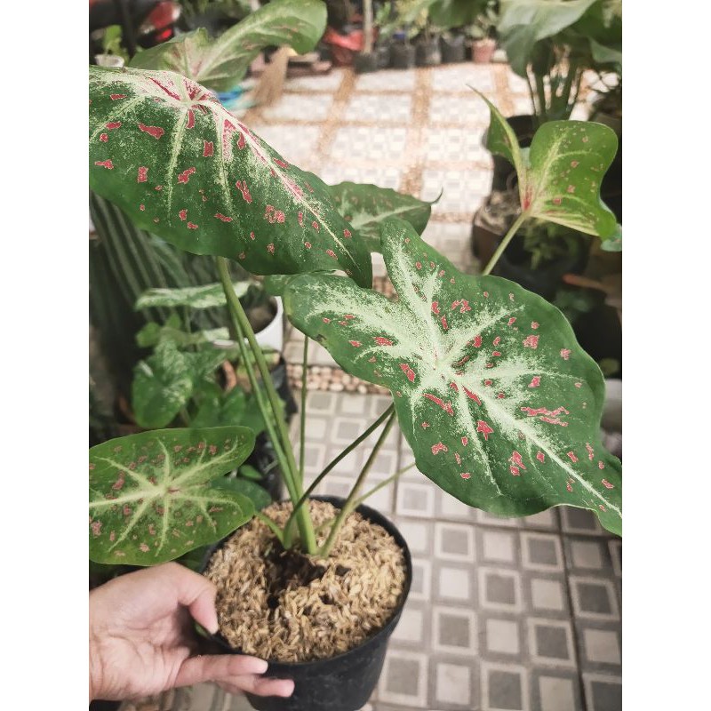 calladium keladi bintik merah bicolor