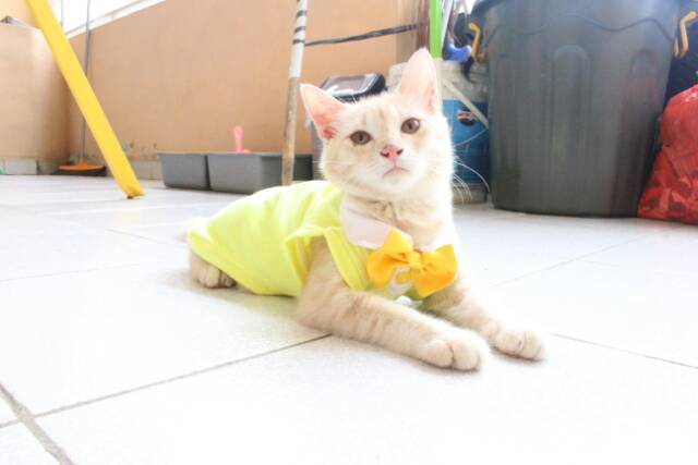 Kaos tuxedo warna kuning untuk kucing &amp; anjing /Jual Baju Kucing Terlengkap &amp; Berkualitas size S-XL