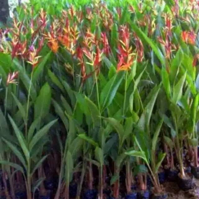 Tanaman hias pohon pisang pisangan - bibit pisang pisangan - tanaman hias - bibit tanaman