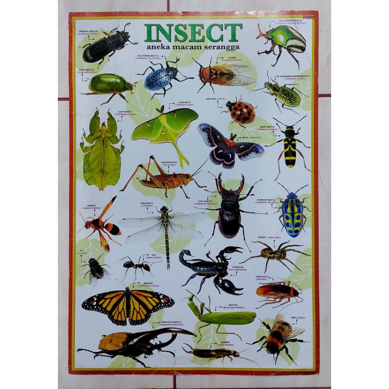 POSTER BINATANG DAN 4 SEHAT 5 SEMPURNA