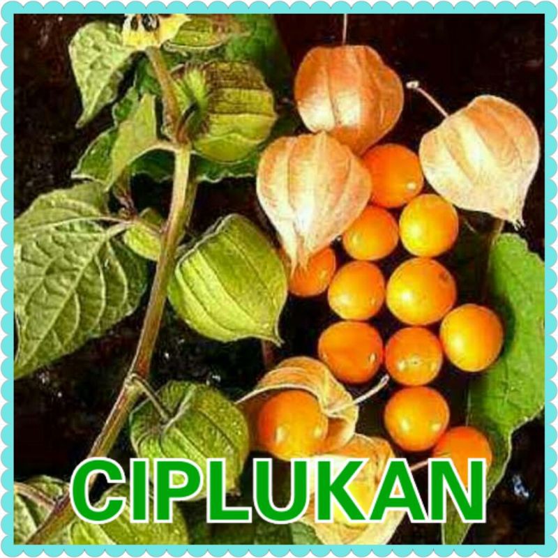 Benih Bibit Buah Ciplukan Jumbo import Bibit Ciplukan