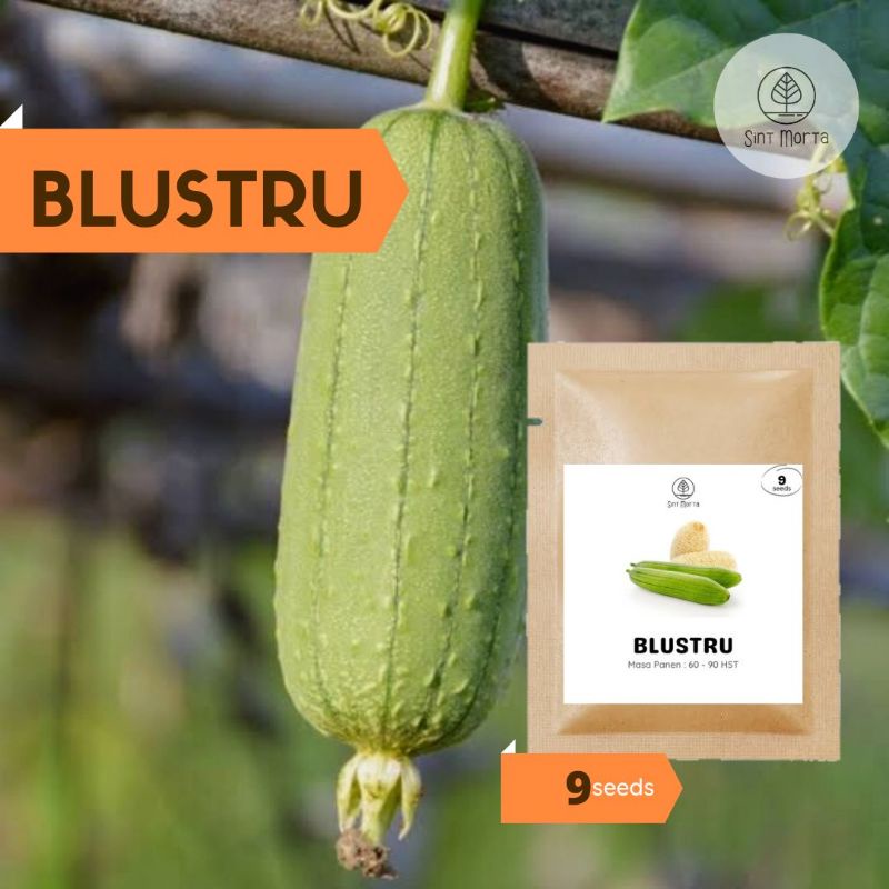 Blustru 9 seeds - Benih Bibit Biji Sayur Super Sponge Gourd