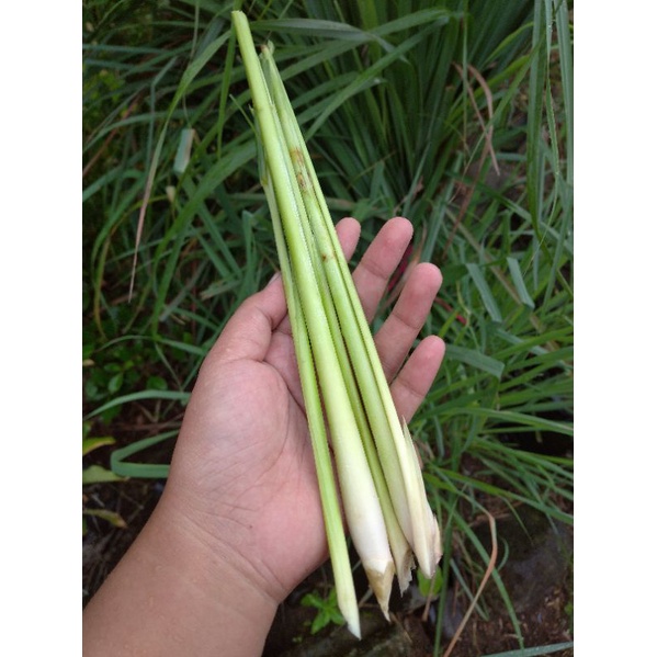 

Sereh/Serai Fresh 100 gram